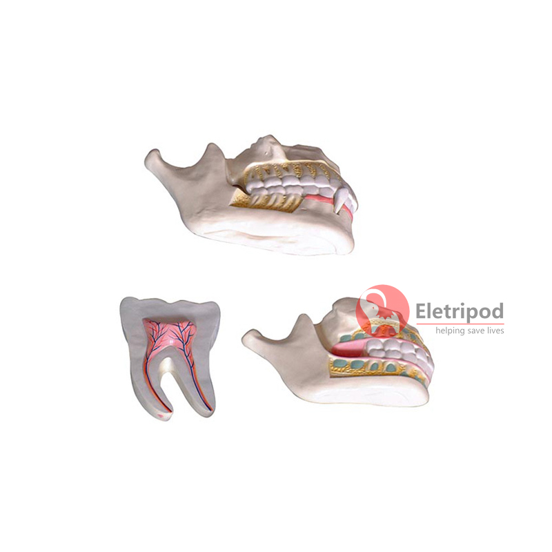 et/lm1101 乳牙,恒牙牙列 - 整体解剖模型 - 急救中国